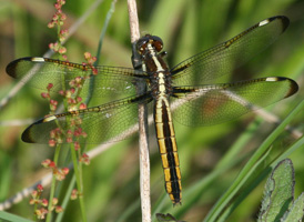 Spangled Skimmer
